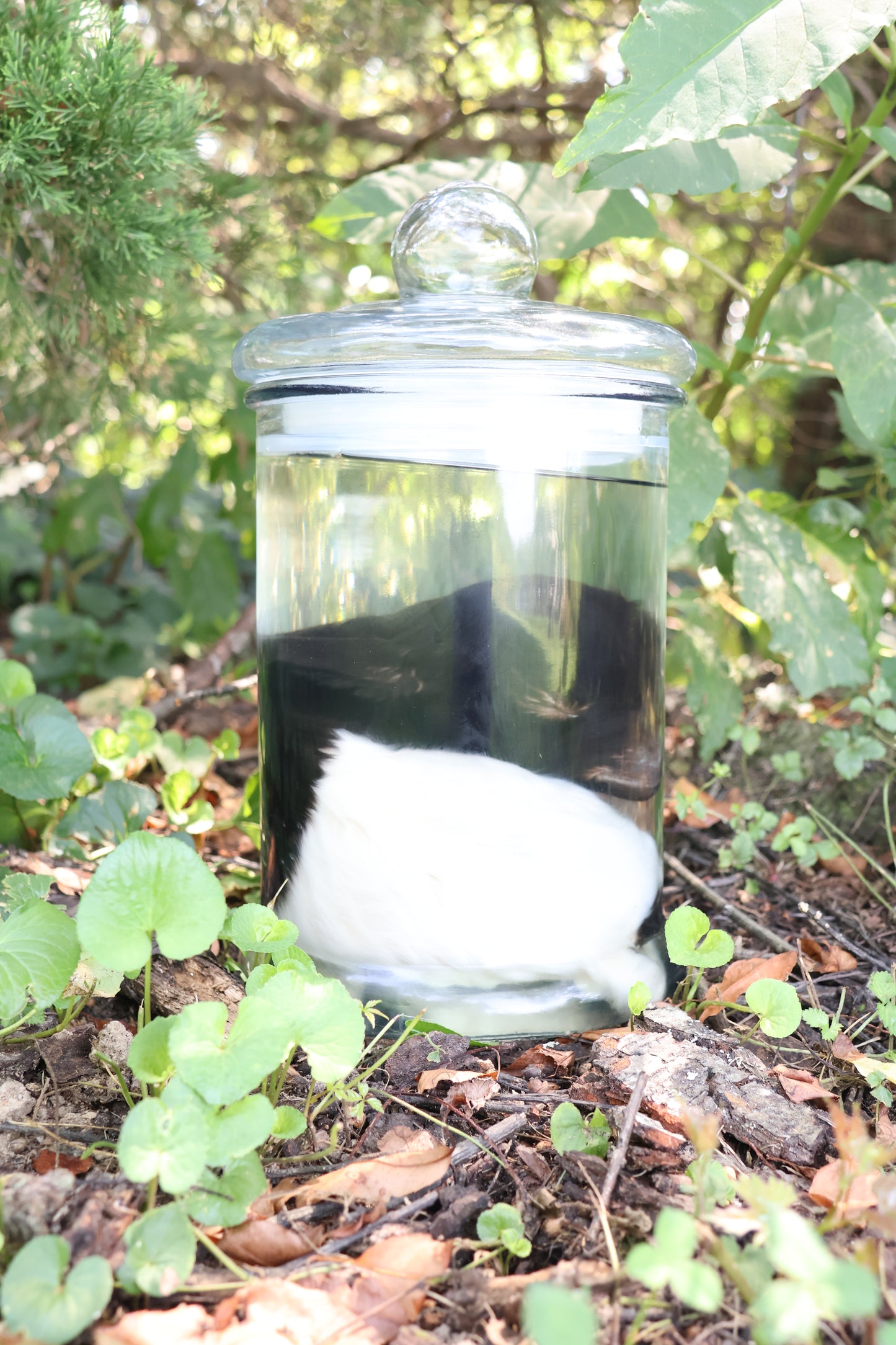 Wet Specimen Baby Fainting Goat