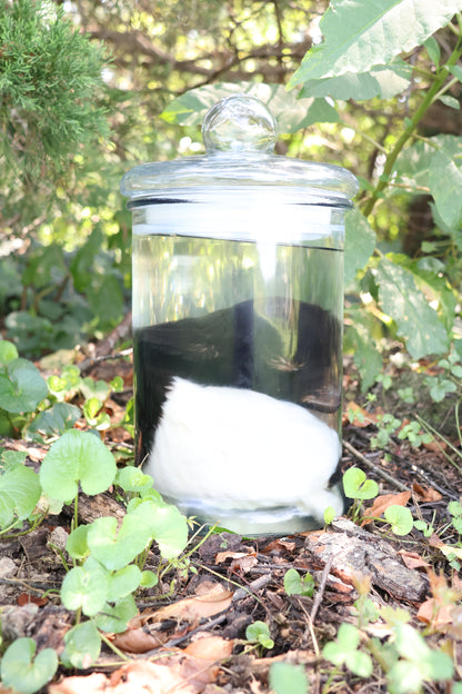 Wet Specimen Baby Fainting Goat