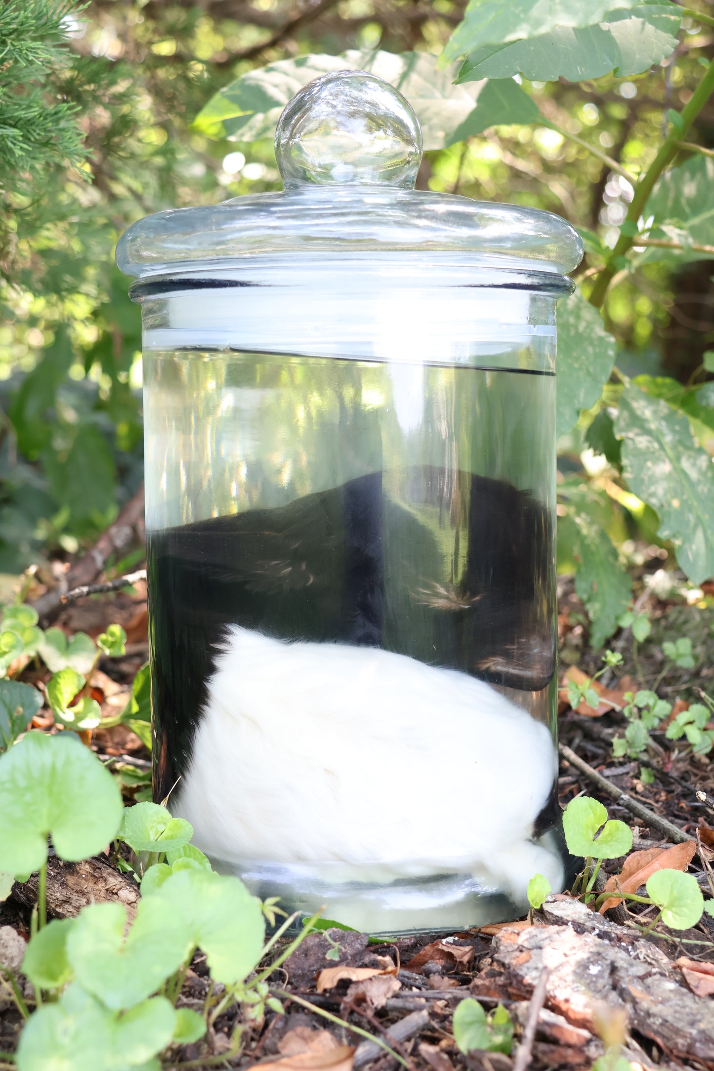 Wet Specimen Baby Fainting Goat