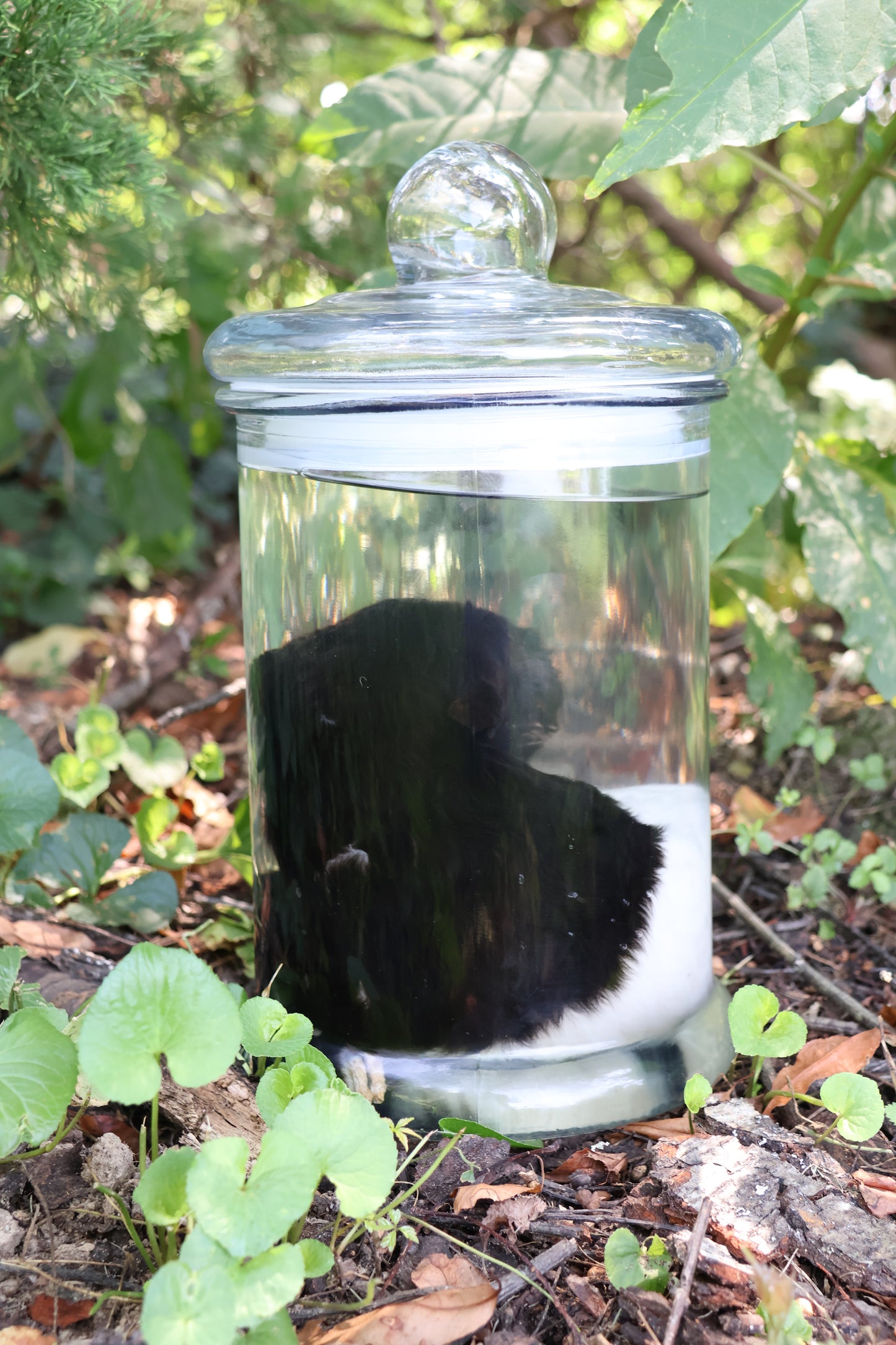 Wet Specimen Baby Fainting Goat