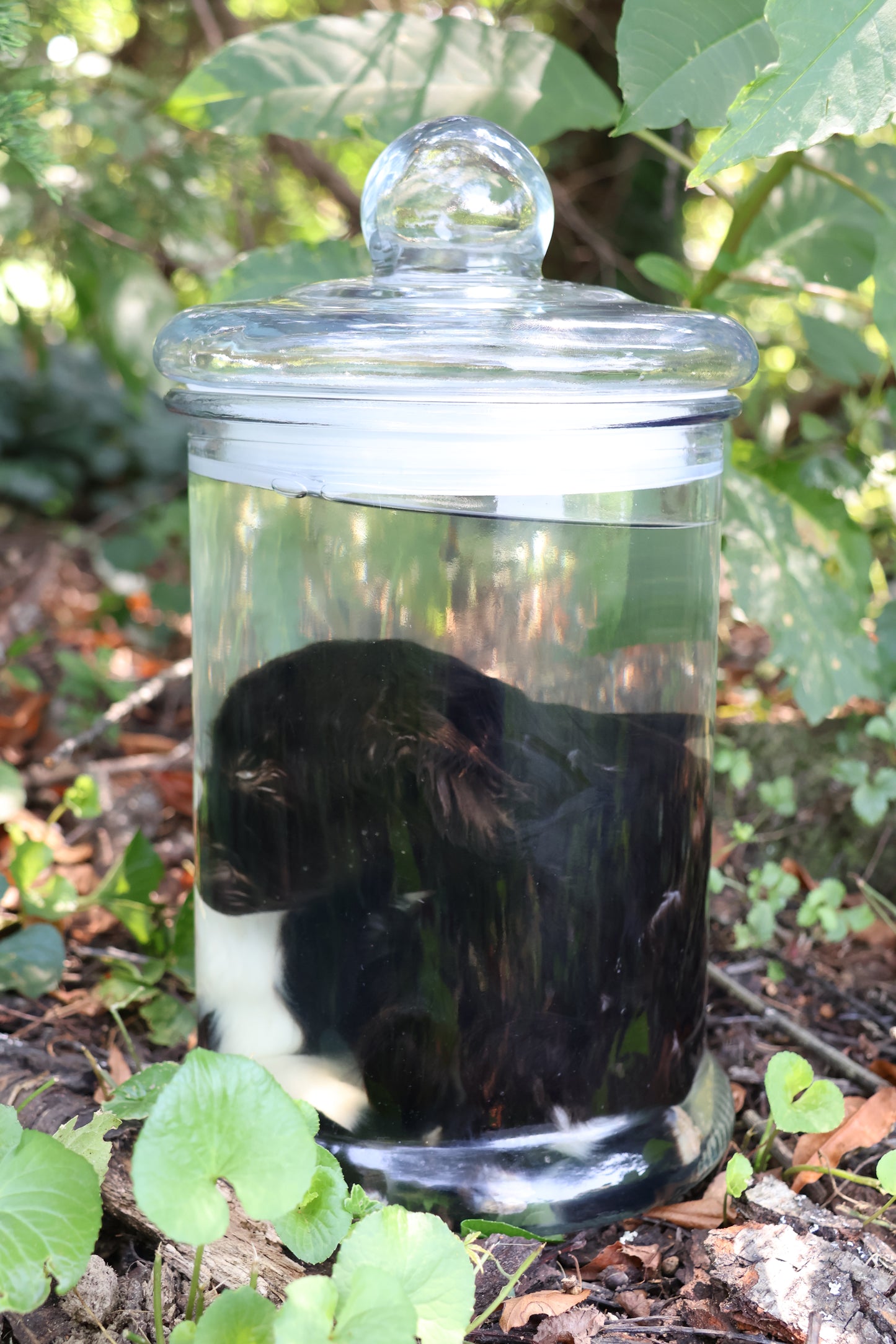 Wet Specimen Baby Fainting Goat
