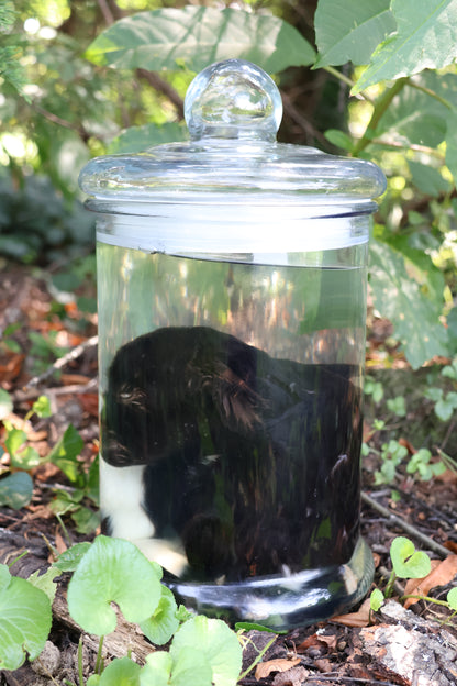 Wet Specimen Baby Fainting Goat
