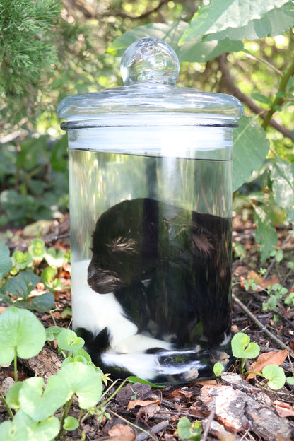 Wet Specimen Baby Fainting Goat