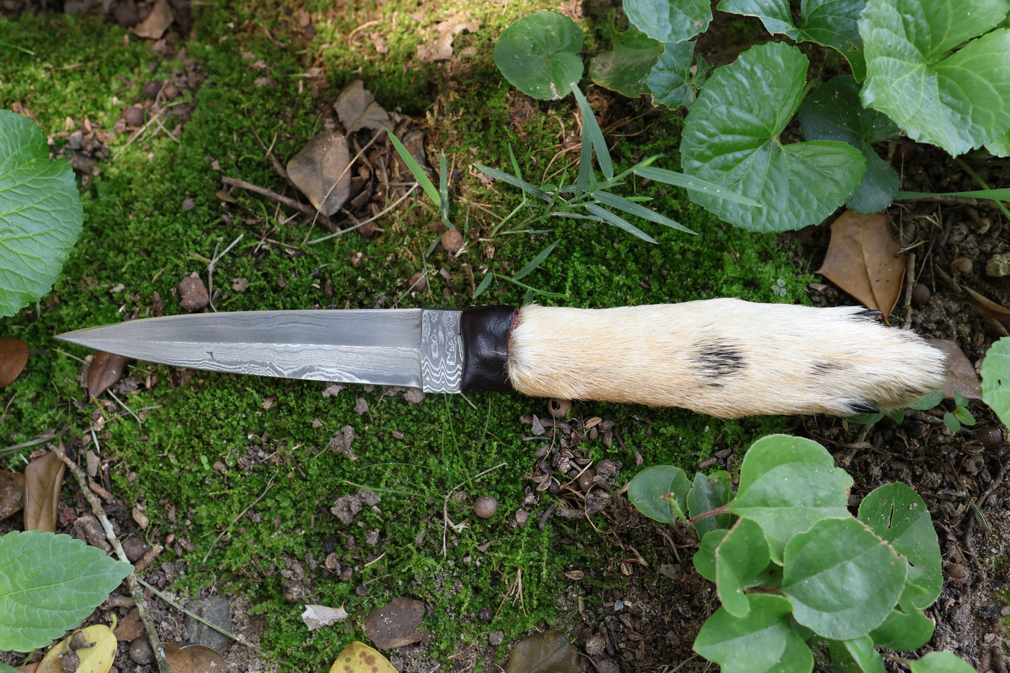 Spotted Damascus Coyote Paw Knife