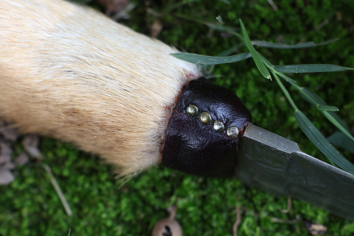 Spotted Damascus Coyote Paw Knife
