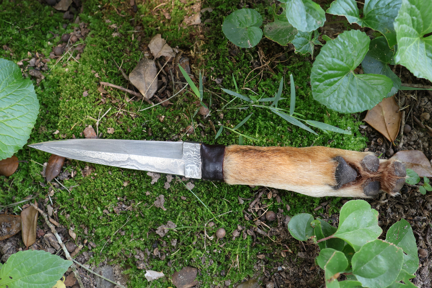 Spotted Damascus Coyote Paw Knife