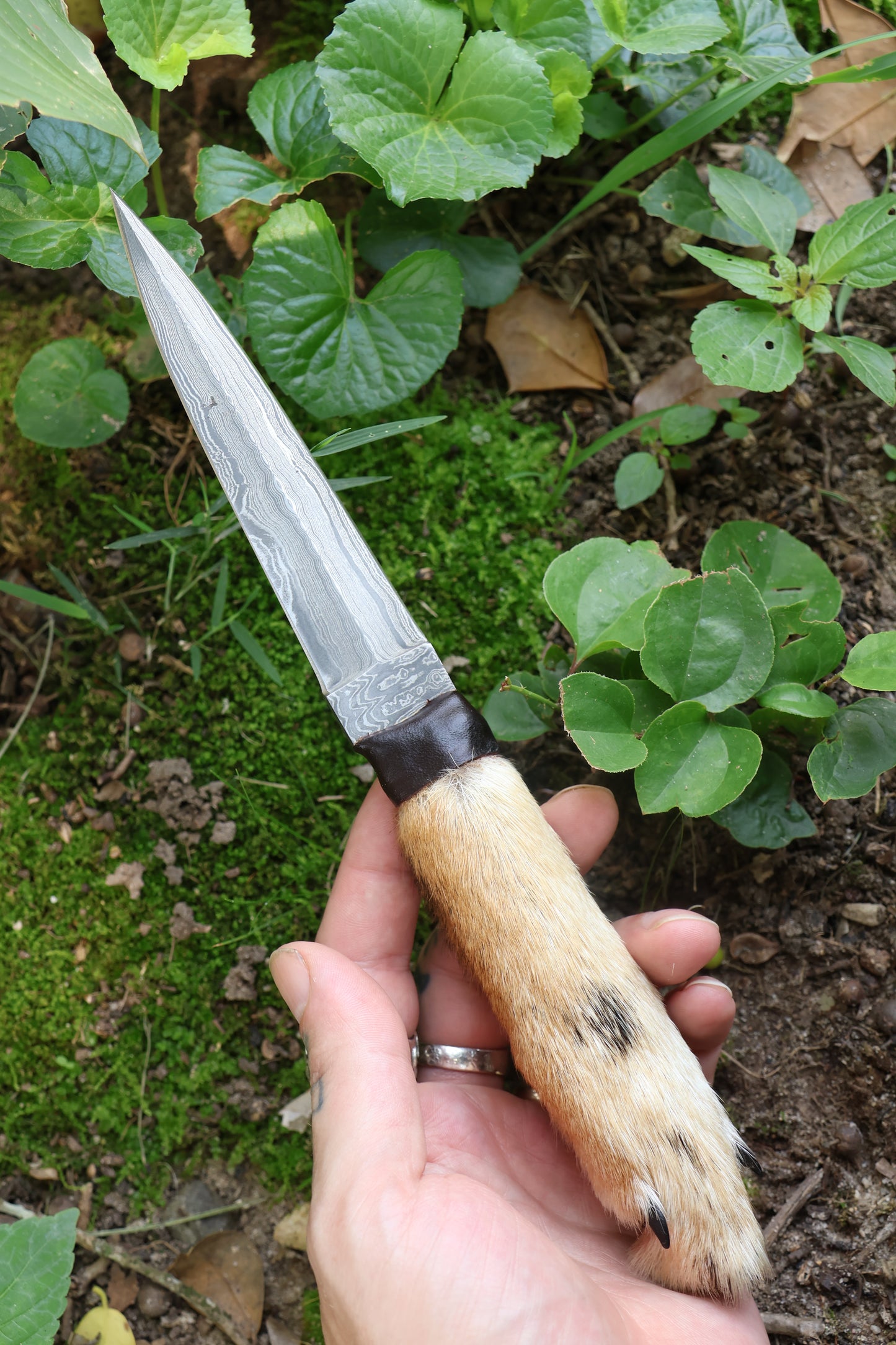 Spotted Damascus Coyote Paw Knife