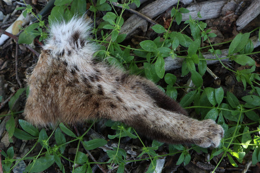 Reserved for Sammy - Soft Tanned Bobcat Leg