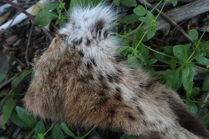 Reserved for Sammy - Soft Tanned Bobcat Leg