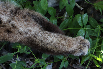 Reserved for Sammy - Soft Tanned Bobcat Leg