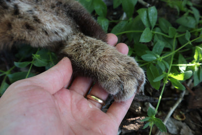 Reserved for Sammy - Soft Tanned Bobcat Leg