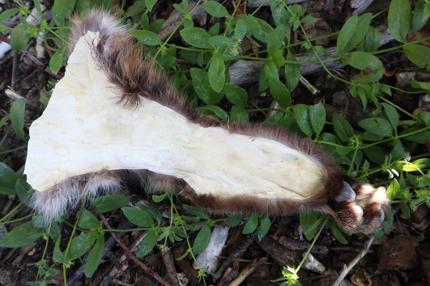 Reserved for Sammy - Soft Tanned Bobcat Leg