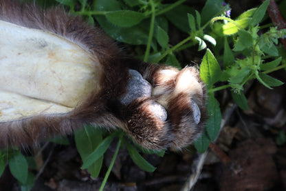 Reserved for Sammy - Soft Tanned Bobcat Leg