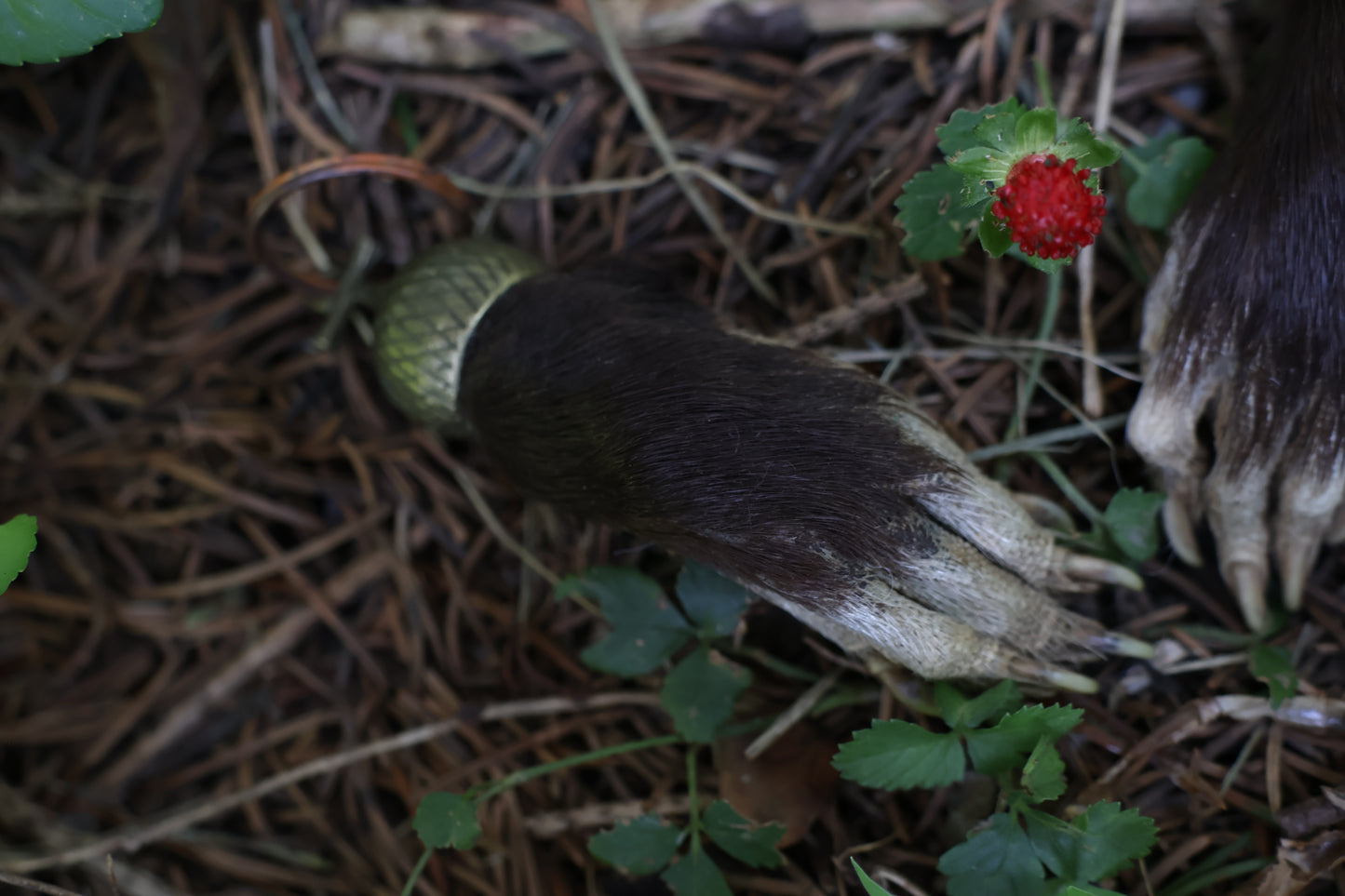 Opossum Paw Acorn Keychain