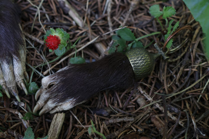 Opossum Paw Acorn Keychain