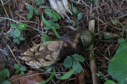 Opossum Paw Acorn Keychain