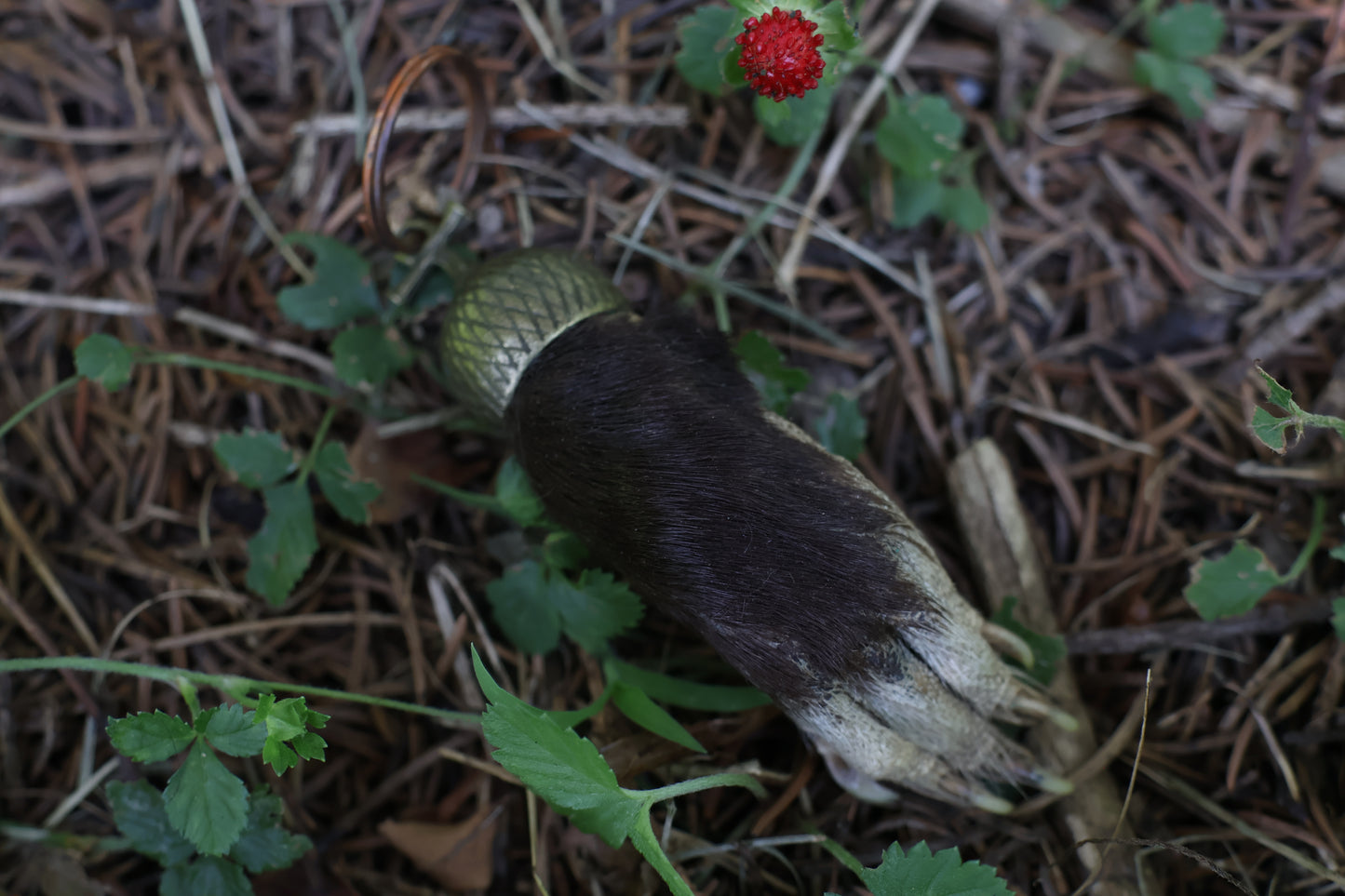Opossum Paw Acorn Keychain