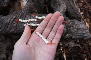 Red Fox Bone Beads