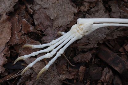 Pathological Red Fox Arm Articulation