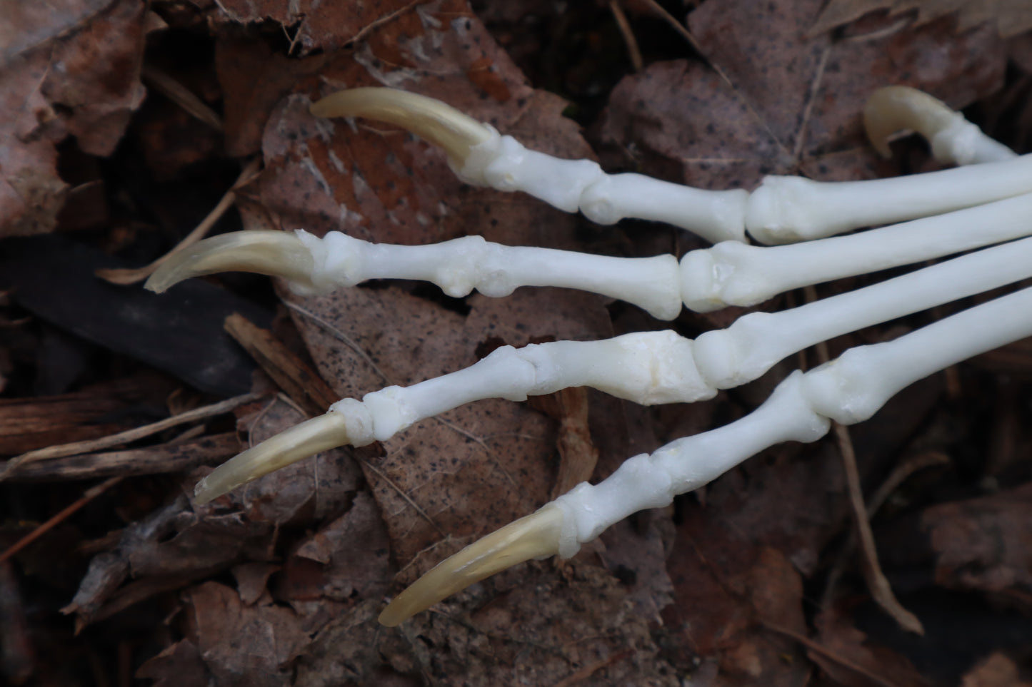 Pathological Red Fox Arm Articulation