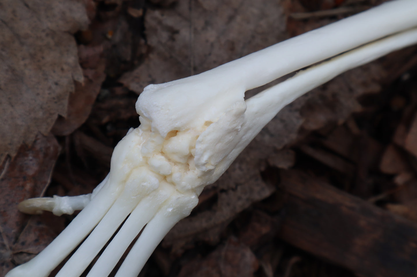 Pathological Red Fox Arm Articulation