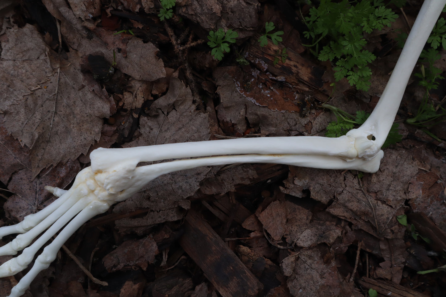 Pathological Red Fox Arm Articulation