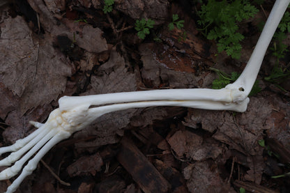 Pathological Red Fox Arm Articulation