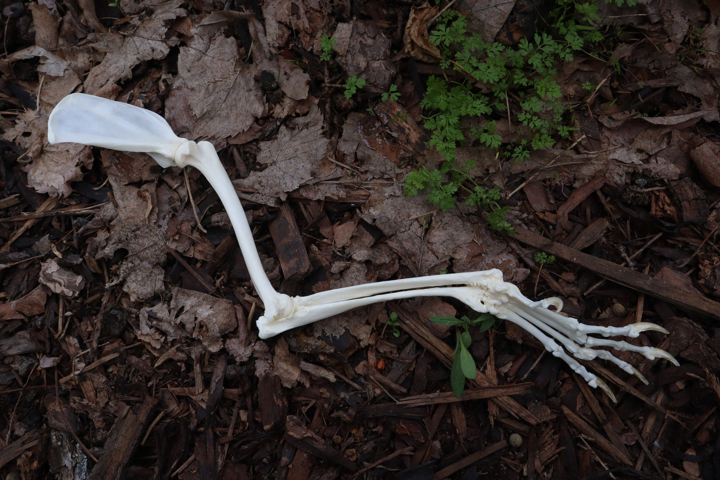 Pathological Red Fox Arm Articulation