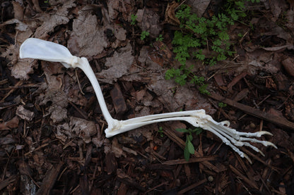 Pathological Red Fox Arm Articulation