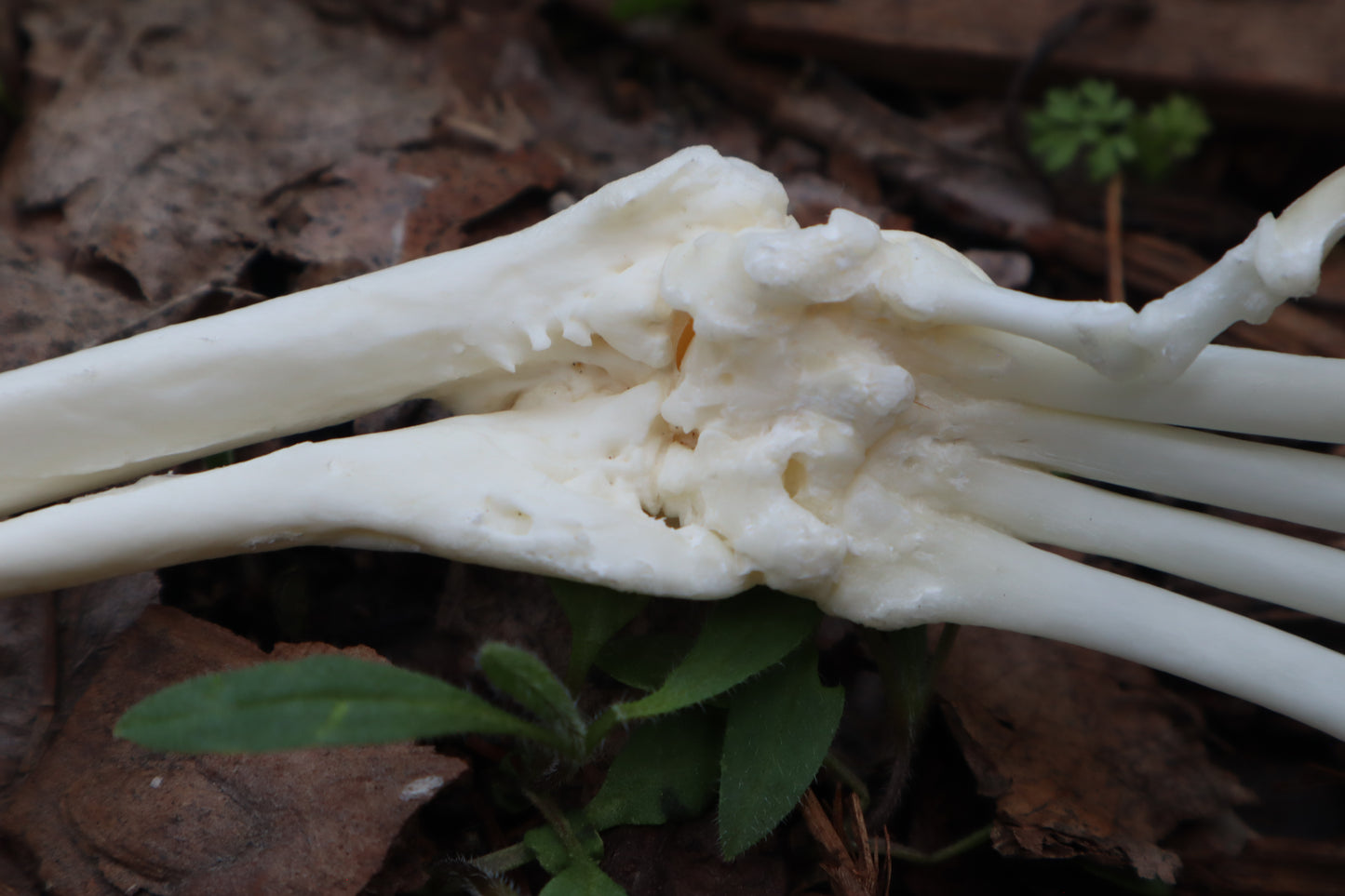 Pathological Red Fox Arm Articulation