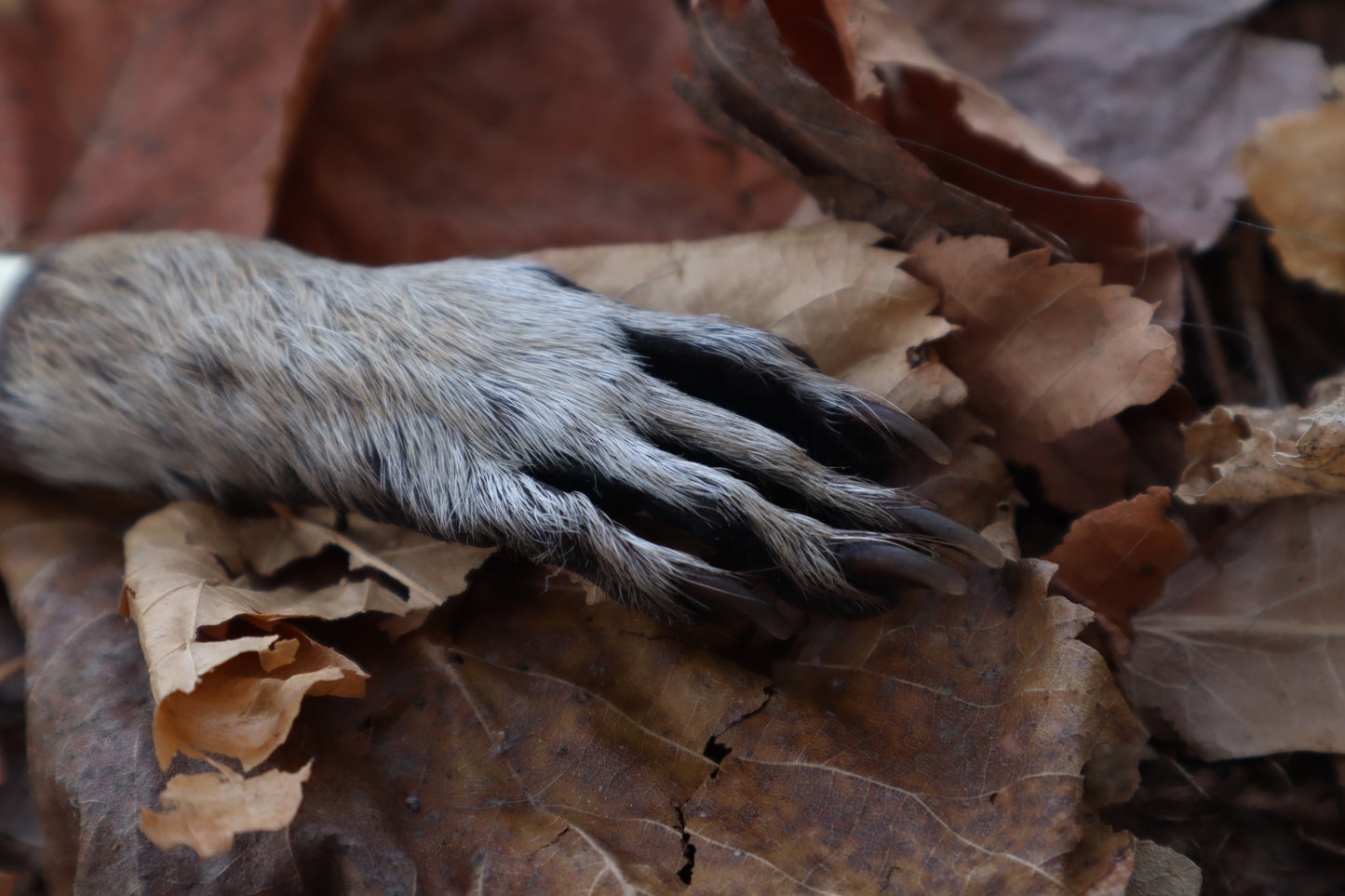 Reserved for Isabel - Raccoon Paw Knife