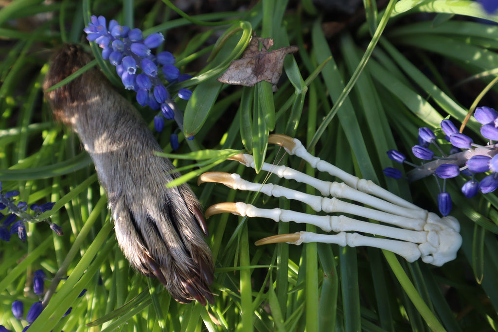 Raccoon Paws Inside and Out