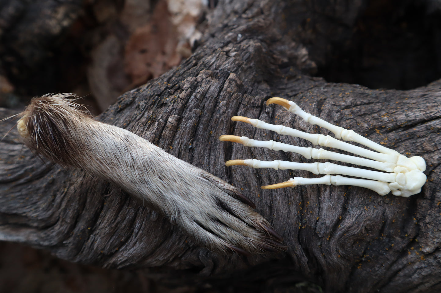 Raccoon Paws Inside and Out
