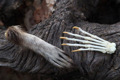 Raccoon Paws Inside and Out