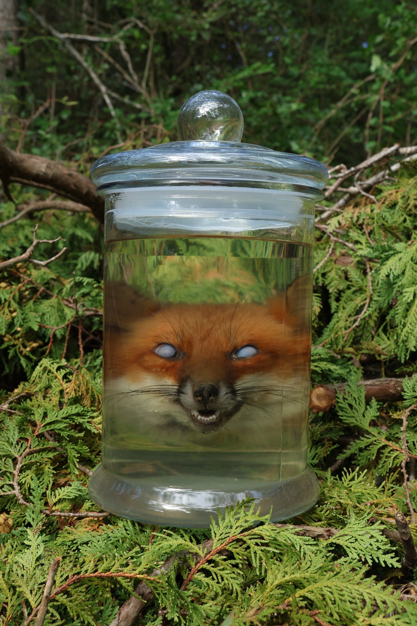 Red Fox Head Wet Specimen