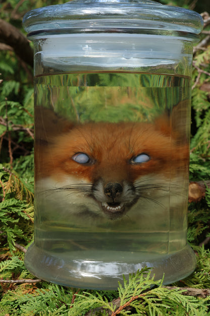 Red Fox Head Wet Specimen