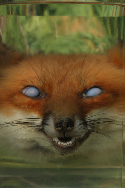 Red Fox Head Wet Specimen