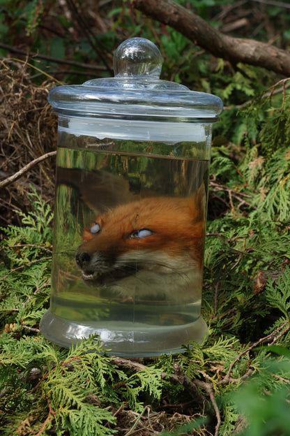 Red Fox Head Wet Specimen