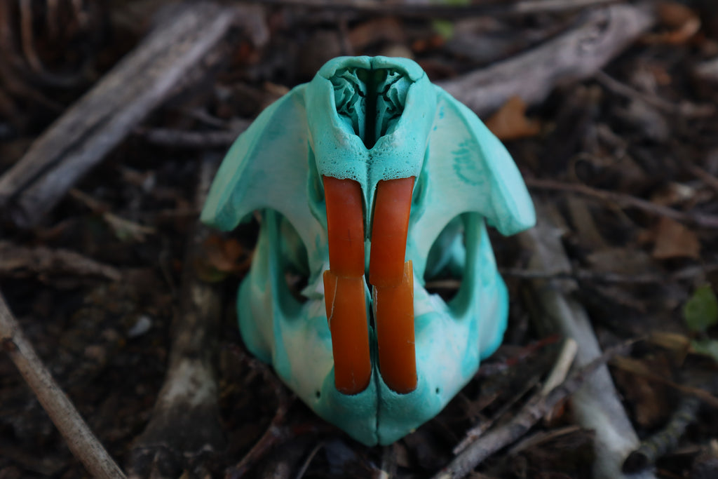 Blue Copper Beaver Skull