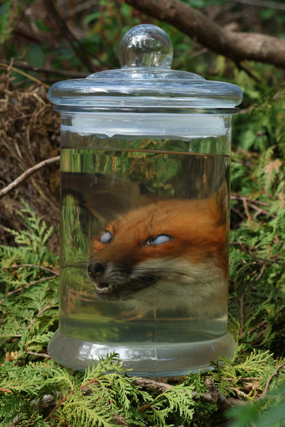 Red Fox Head Wet Specimen