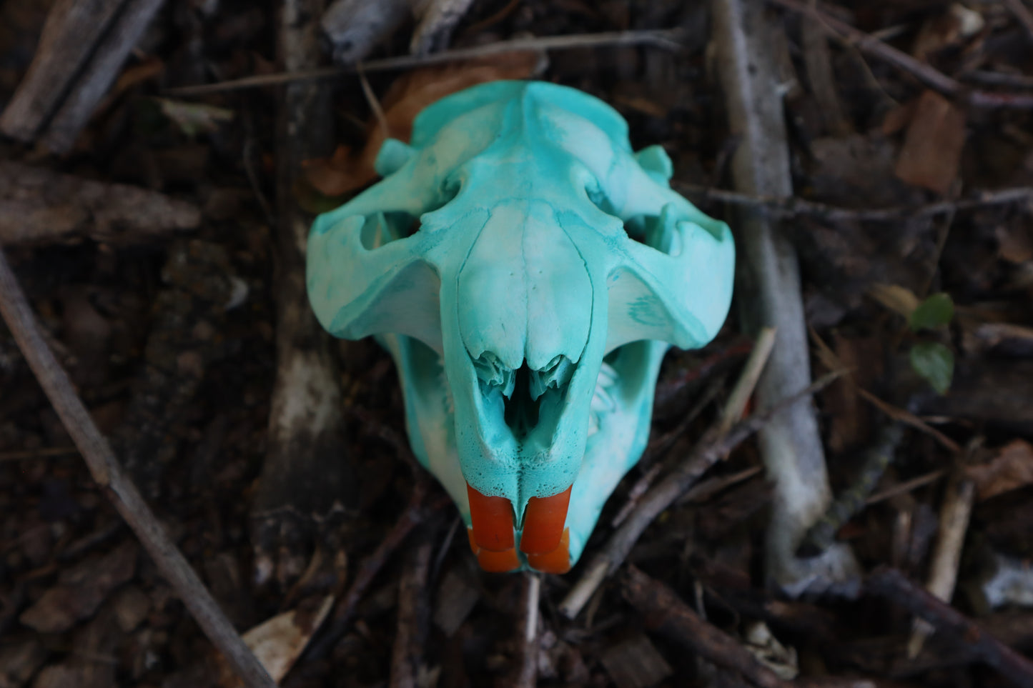 Blue Copper Beaver Skull