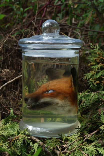 Red Fox Head Wet Specimen