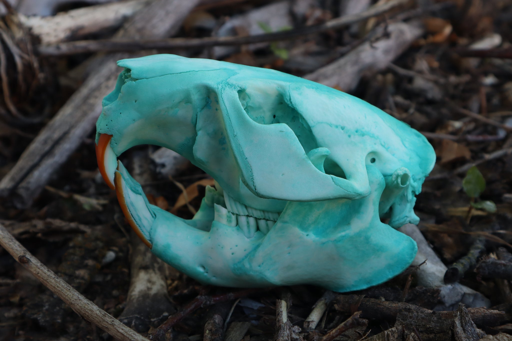Blue Copper Beaver Skull