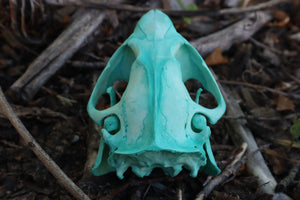 Blue Copper Beaver Skull