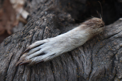 Raccoon Paws Inside and Out