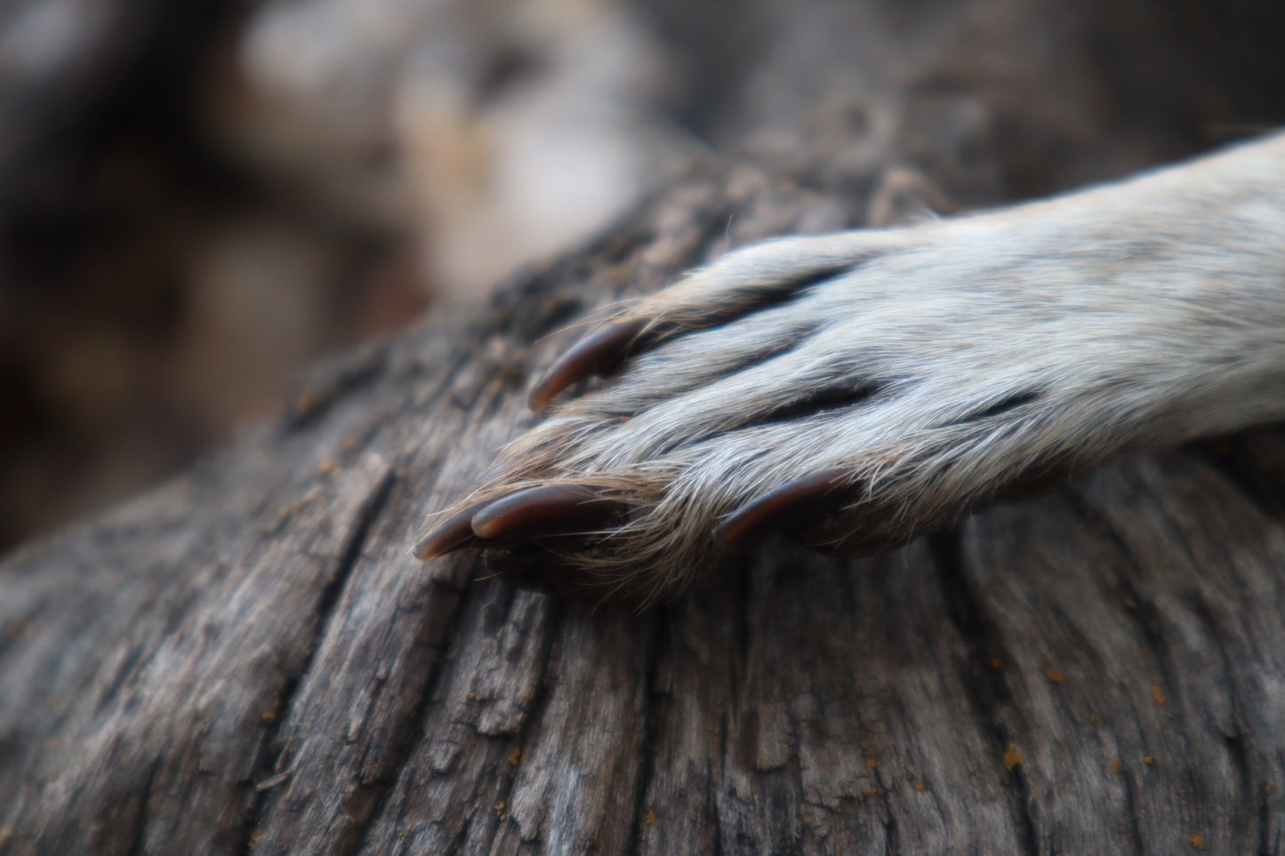 Raccoon Paws Inside and Out