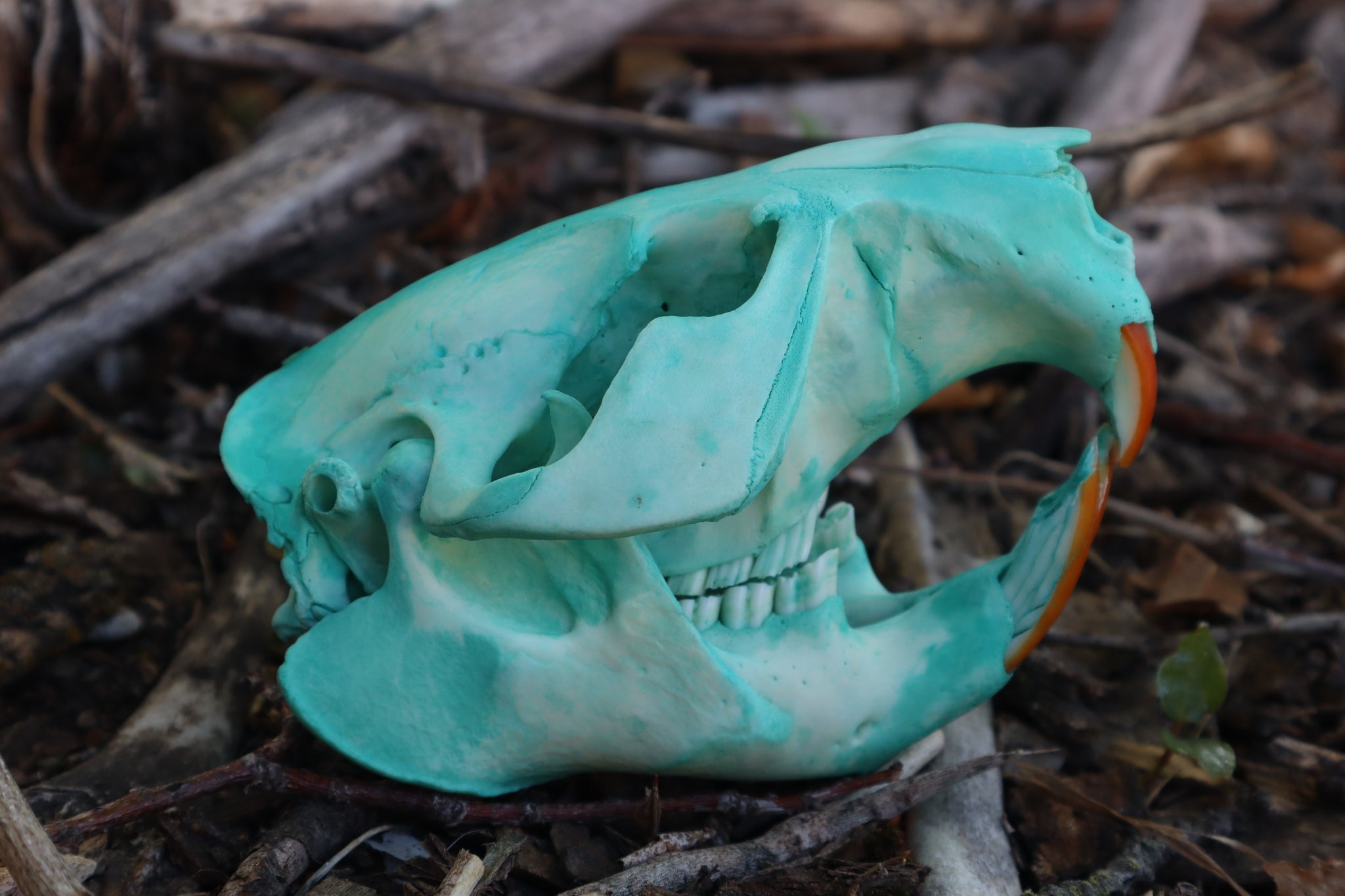Blue Copper Beaver Skull