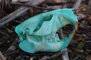 Blue Copper Beaver Skull