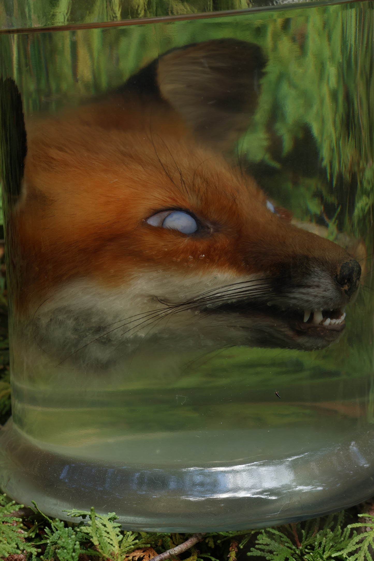 Red Fox Head Wet Specimen
