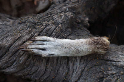 Raccoon Paws Inside and Out